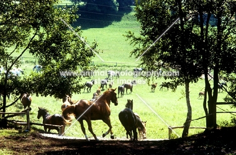 lipizzaner mares & foals at piber