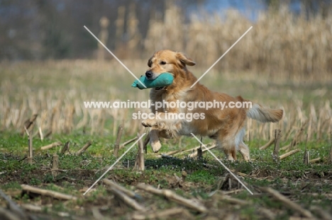 Golden retriever running with dummy