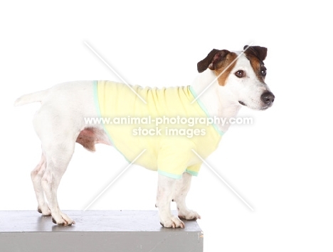 Jack Russel wearing jumper