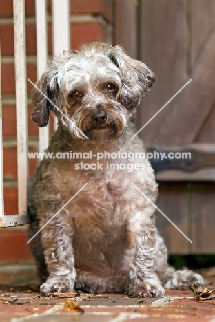 Yorkipoo (Yorkshire Terrier / Poodle Hybrid Dog) also known as Yorkiedoodle