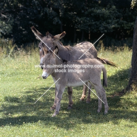 donkey and foal in the shade