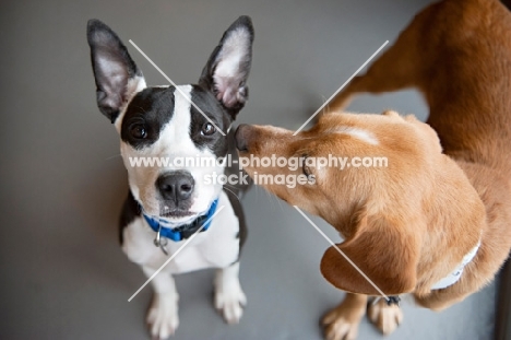 dog nuzzling another dog