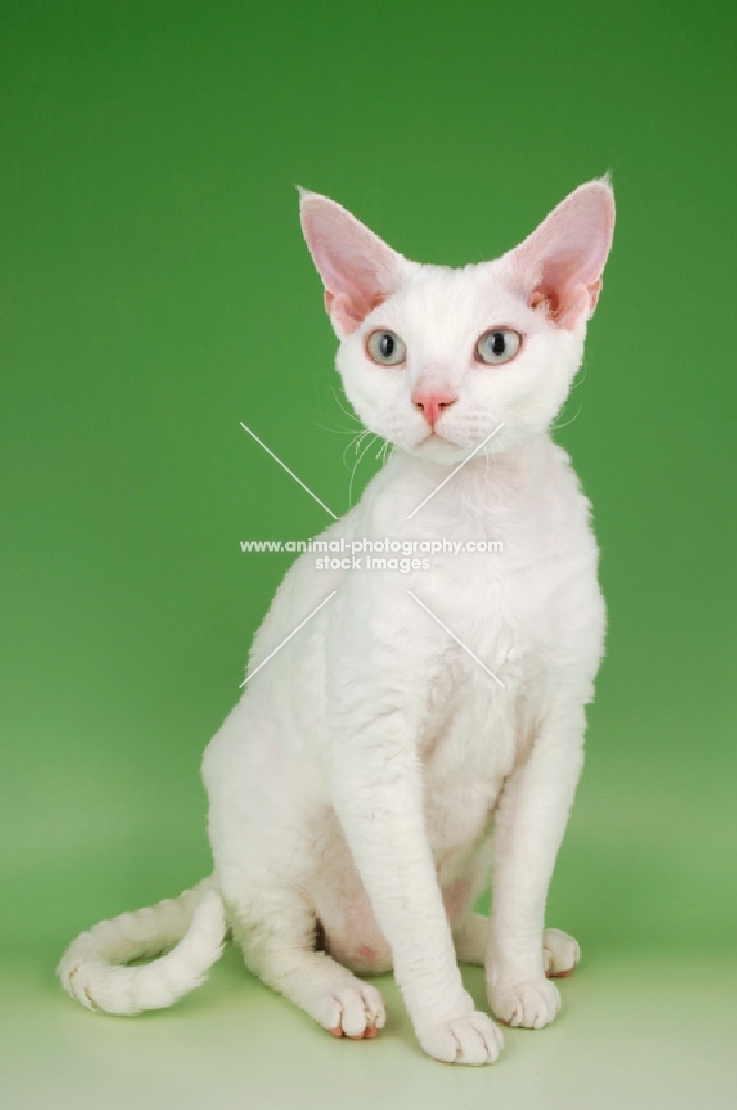 white devon rex on green background