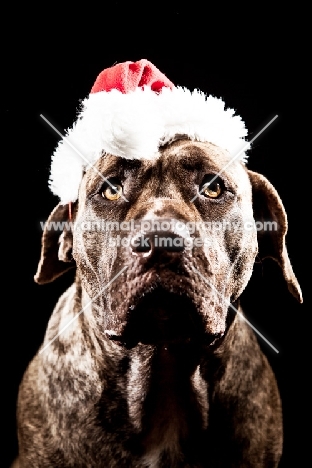 Dogo Canario with Christmas hat