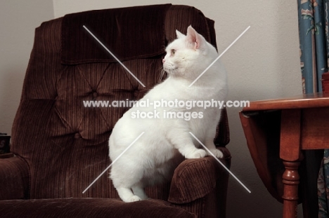 white Manx cat sitting on chair