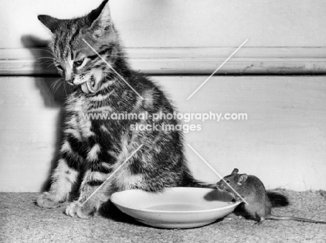 Mouse drinking from milk bowl whilst kitten washes unaware