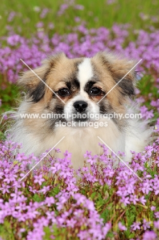 Tibetan Spaniel