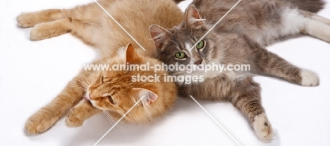 two Household Pet cats resting together