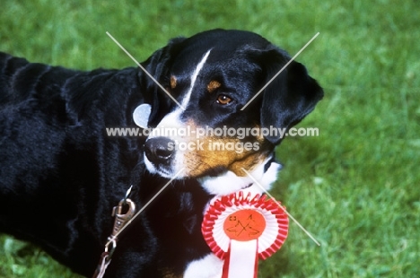 appenzeller wearing a rosette