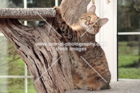 Manx cat sitting in cat tree