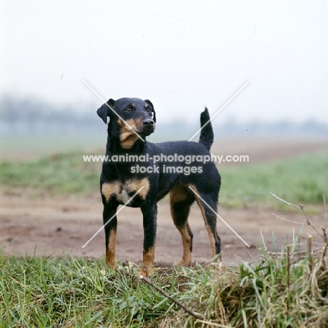 ger ch ethel vom alderhorst, german hunt terrier 