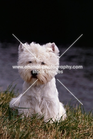 west highland white terrier, champion olac moon pilot, best in show crufts 1990, sitting by the river thames