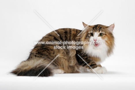 Brown Mackerel Torbie & White Norwegian Forest Cat, meowing