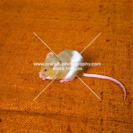 red and white mouse parti coloured,