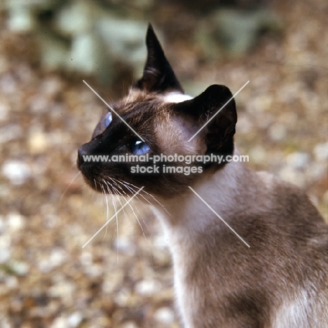 seal point siamese cat, head study