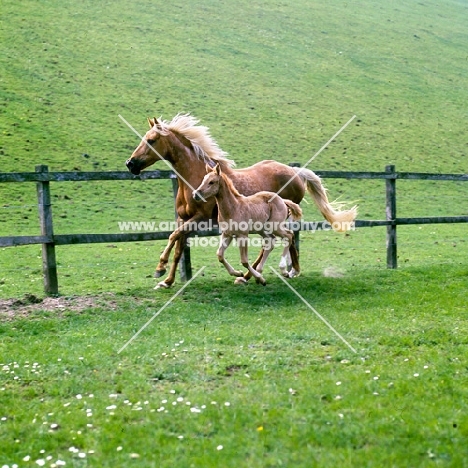 palomino mare and foal cantering together in field