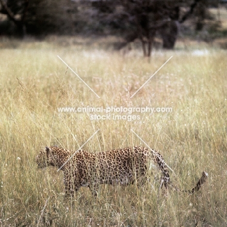 leopard walking in long grass in east africa