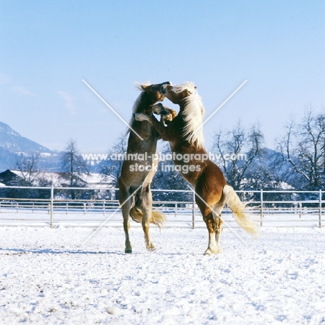 two Haflinger colts prancing together for supremecy in play fight 