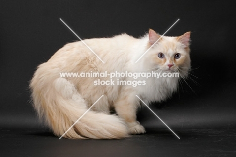 Red Point & White Ragamuffin on grey background