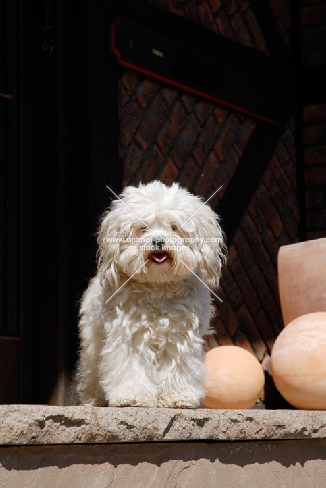 German Bolonka, variety of russian bolognese, standing on step