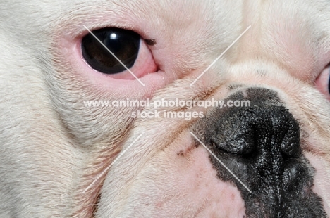 close up of French Bulldog's eye