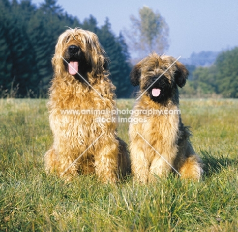 Briard, different ages