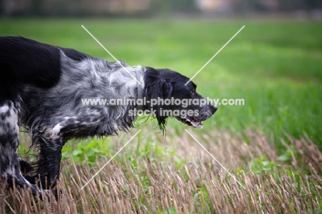black and white English Setter running in a field