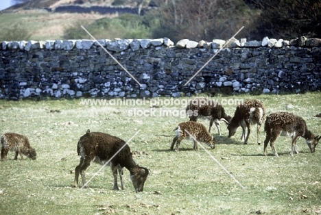 soay sheep on holy island, scotland