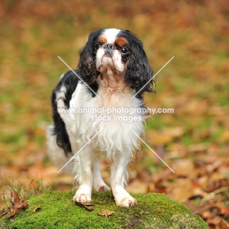 king charles spaniel stood on a rock posing, autumn colours
