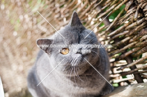 blue British Shorthair cat near fence