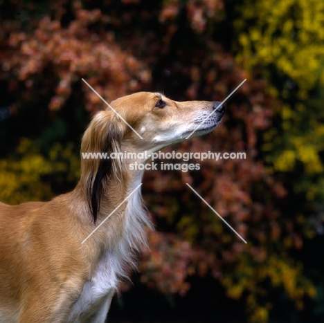 Champion saluki against autumn leaves gazing upwards, winner hound group crufts 1991