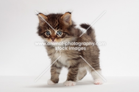 Brown Mackerel Tabby & White Maine Coon kitten, 1 month old