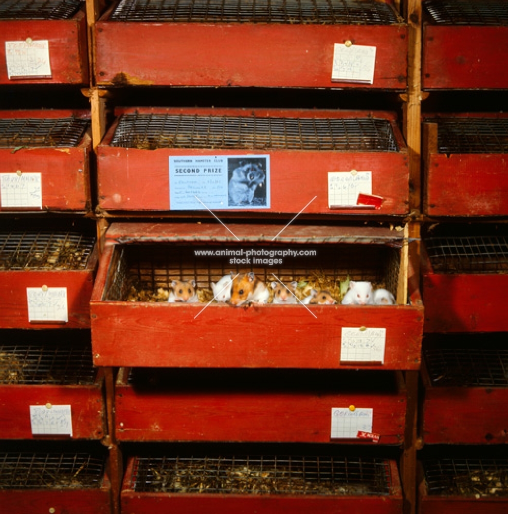 hamsters at a percy parslow's hamster farm  