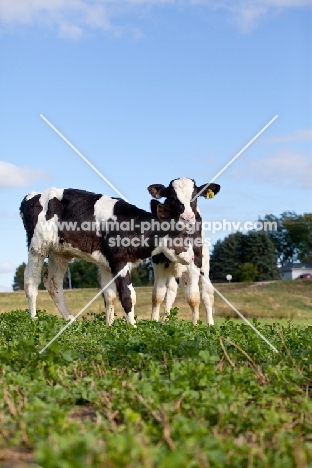 Holstein Friesian calves in field