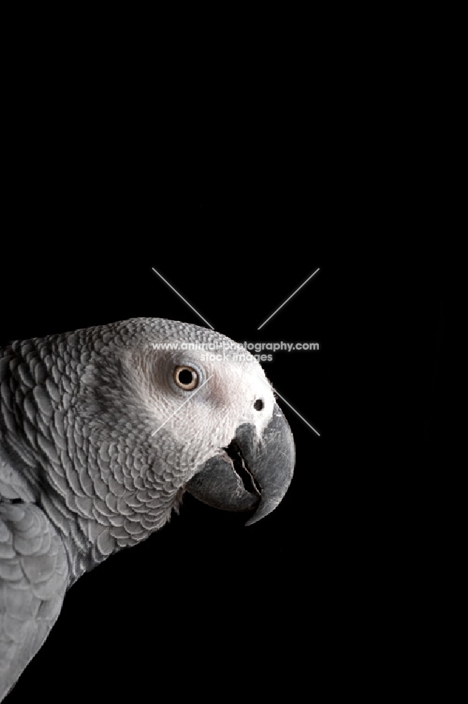Profile of an African Grey Parrot