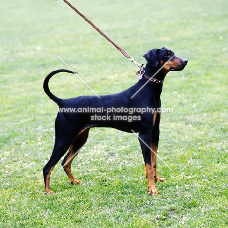 dobermann standing on grass 