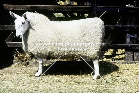 border leicester ram