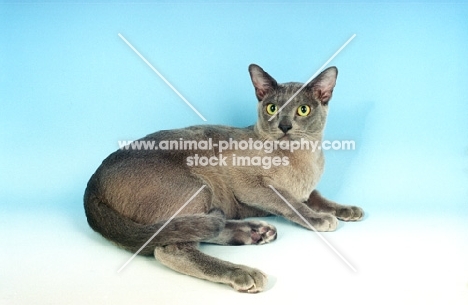 blue Burmese lying down