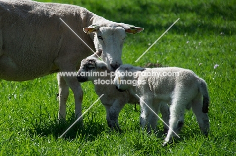 Swifter ewe and her lambs