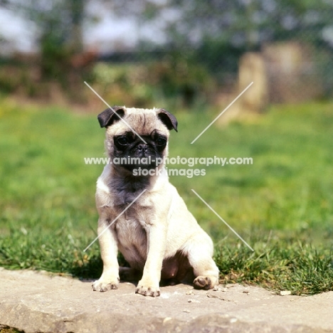 sitting pug puppy