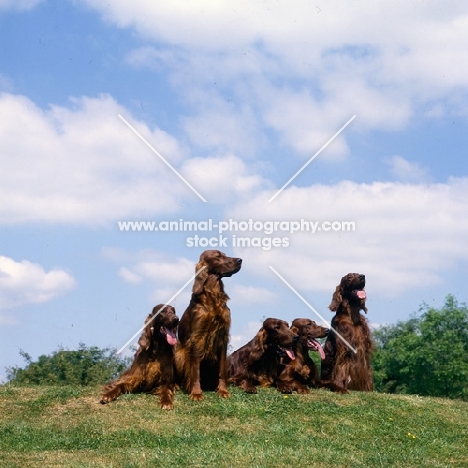 tosca, amy, harry and mac, group of five irish setters
