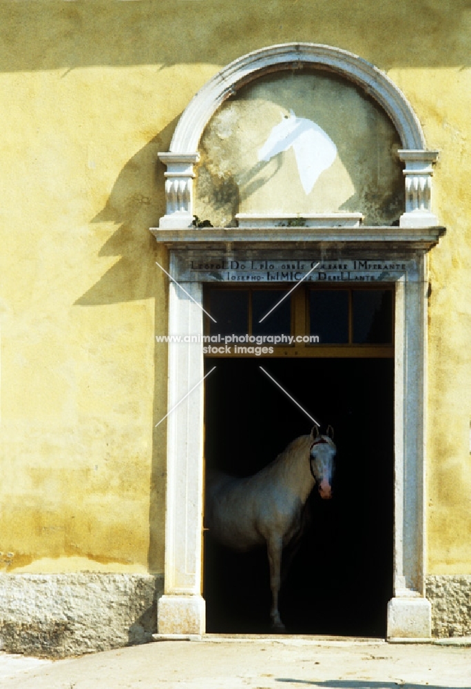 maestoso, lipizzaner stallion at the portal of the velbanca, ancient, historic door to stable at lipica