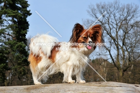 Papillon dog, side view