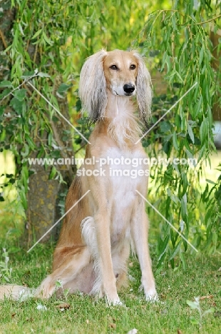 Saluki sitting in front of greenery