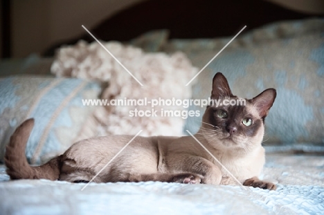 tonkinese cat lying on blue bed with front paw tucked