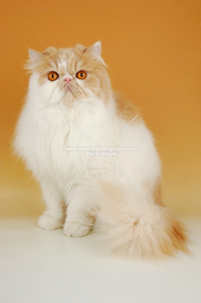 cream and white persian cat 