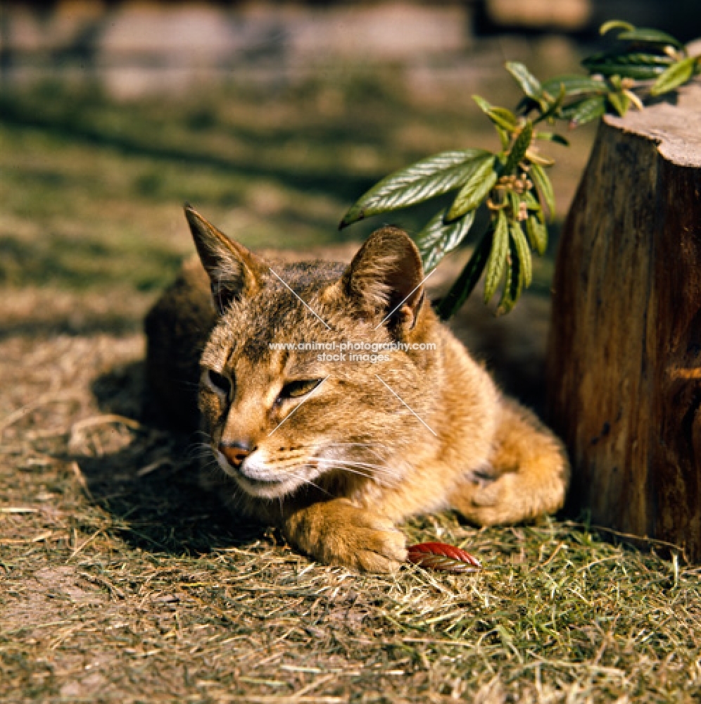 abyssinian cat, ch taishun leo,  watching with slit eyes