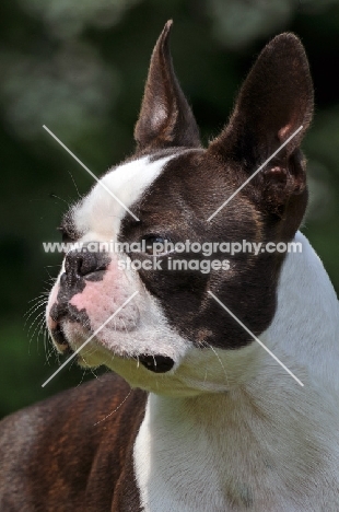 Boston Terrier portrait