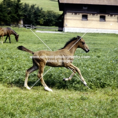 württmberger foal cantering in pasture at marbach
