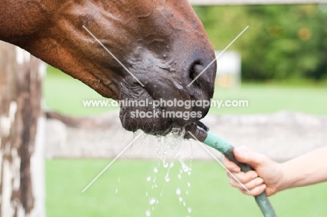 Appaoloose horse, drinking